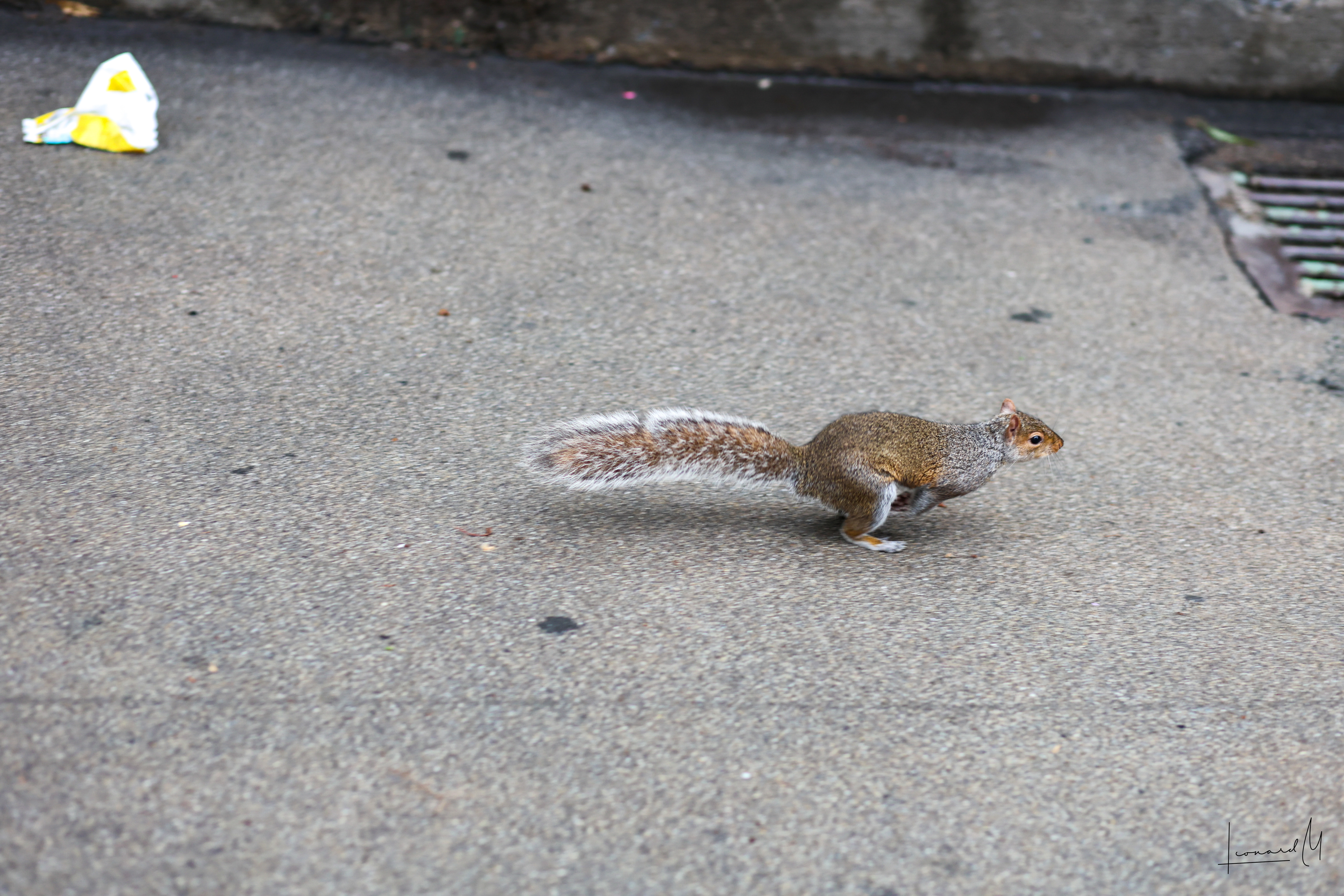Running Squirrel